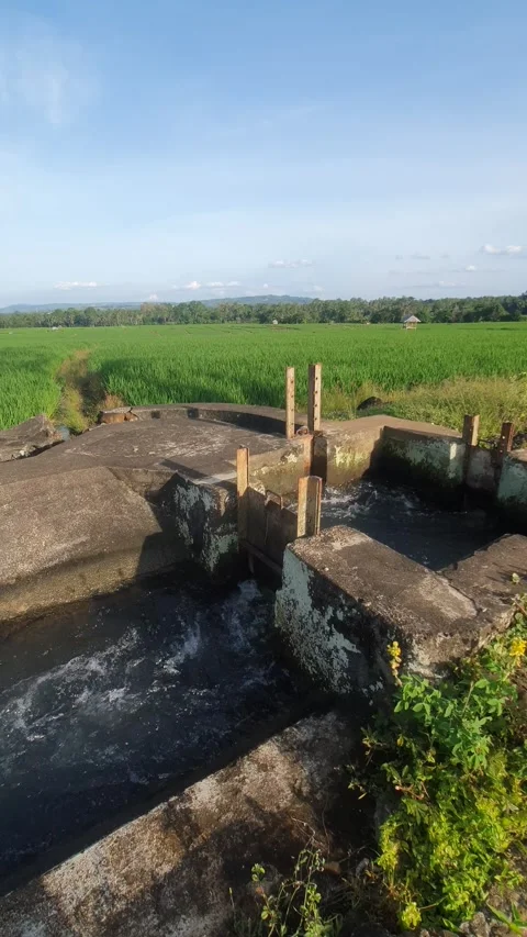 Irrigation water channels in the rice fields in the village Stock Footage 329322177