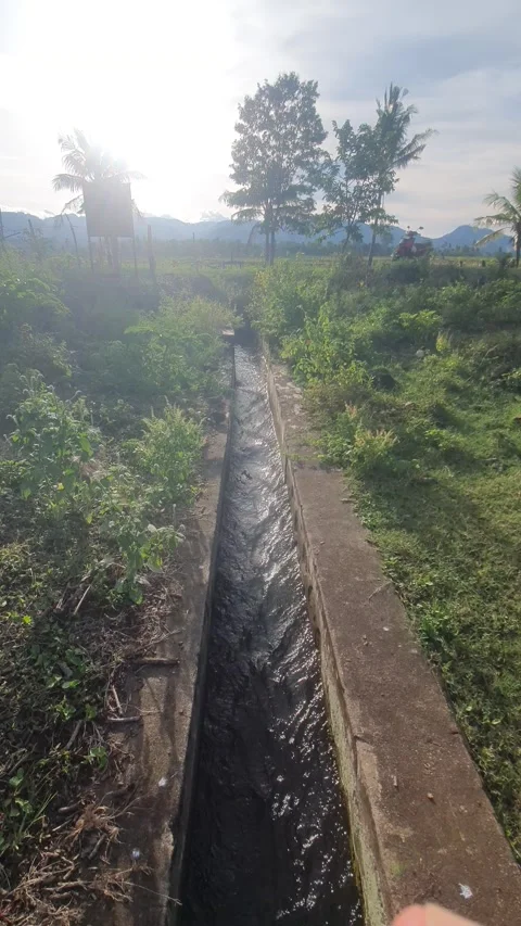 Irrigation water channels in the rice fields in the village Stock Footage 329323860