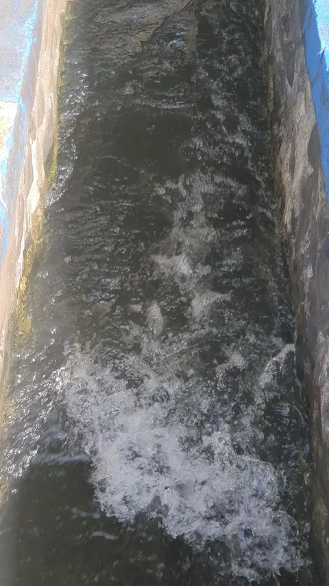 Irrigation water flow in rice fields Stock Footage 329959087