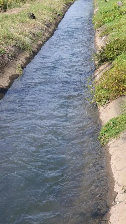 Irrigation water flow in rice fields Stock Footage 329959471