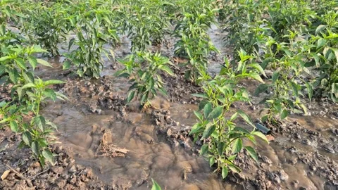 Irrigation Water Flowing into Dry Soil of Chili Plantation Field Stock Footage 337087553