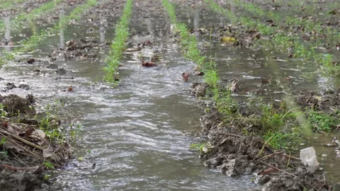 Irrigation water flowing Vídeo Stock 329401776