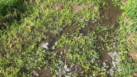Irrigation Water Flowing Through Young Crop Field After Watering Stockbeeldmateriaal 325064666