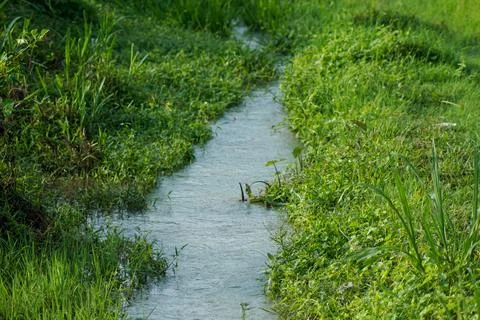 Irrigation water flows in a winding path Stock Photos