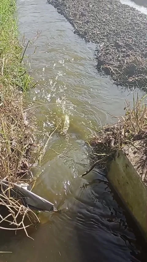 Irrigation water Stock Footage 274060725