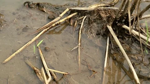 Irrigation water Stock-Footage 332431674