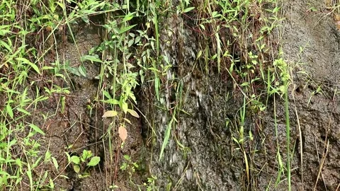 Irrigation water Stock-Footage 332431681