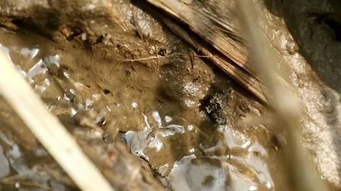 Irrigation water Stock-Footage 332431688