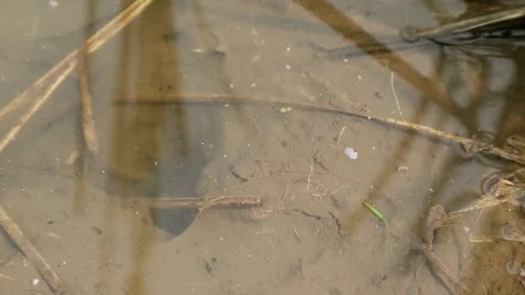 Irrigation water Stock Footage 332431689