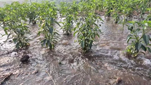 Irrigation Water Fully Flooding Dry Soil of Chili Plantation Field Stock Footage 337087537