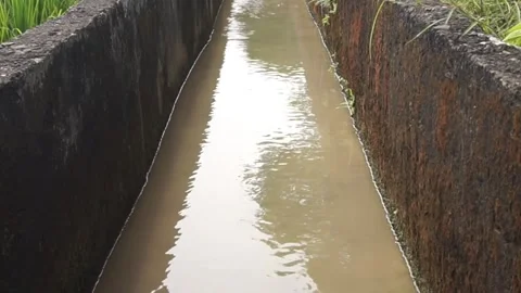 Irrigation of water in rice fields Stock Footage 330209644