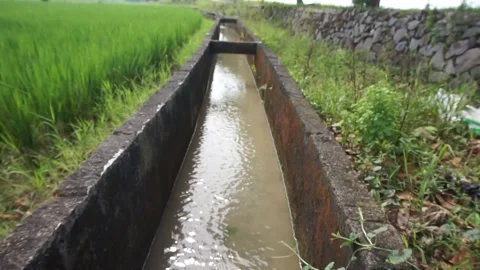 Irrigation of water in rice fields Stock Footage 330209646