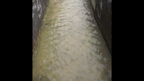 Irrigation of water in rice fields Stock Footage 330209654