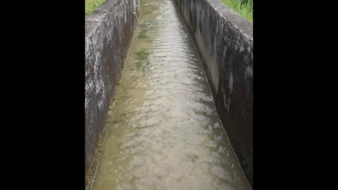 Irrigation of water in rice fields Video stock 330209658