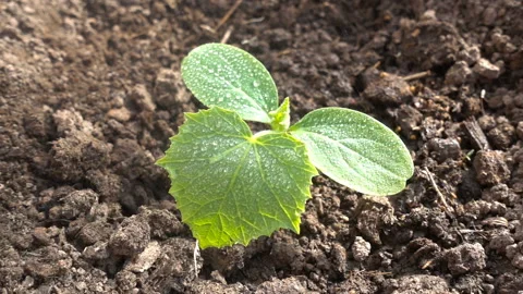 Irrigation, watering of cucumber sprouts. Green leaf with drops in summer in Stock Footage 129417841