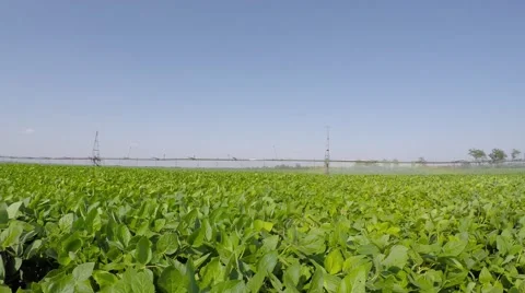 Irrigation waters soybean field. Video stock 52526934