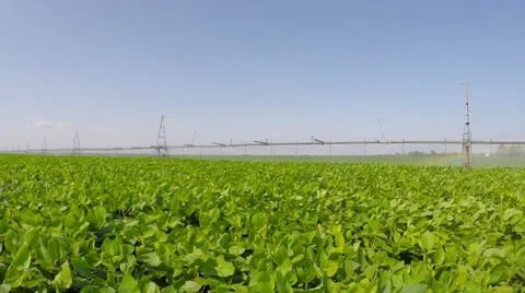 Irrigation waters soybean field. 库存影片 52526979