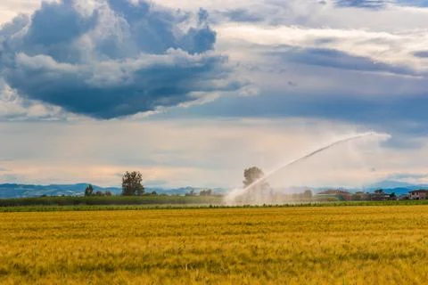 Irrigation on wheat fields Stock Photos