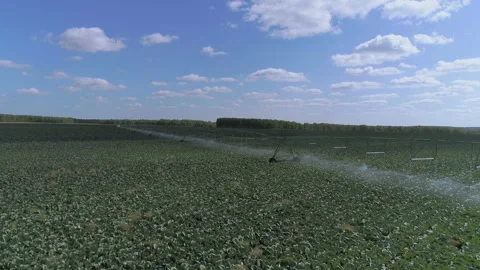 Irrigator on the cabbage field Stock-Footage 93137369