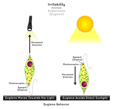 Irritability in Euglenozoa Infographic Diagram example euglena move toward light Stock Illustration