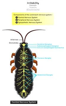 Irritability in Insects Infographic Diagram example cockroach biology science Stock Illustration