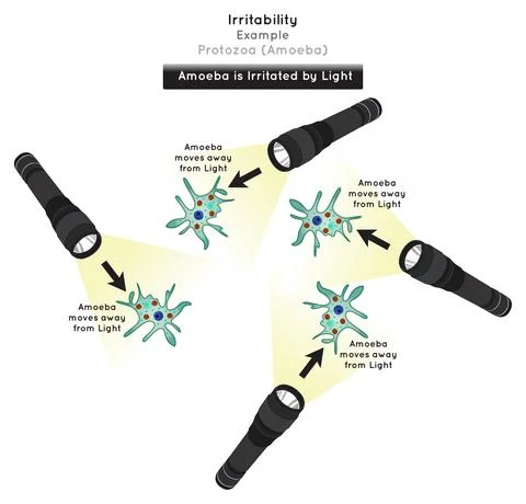 Irritability in Protozoa Infographic Diagram example amoeba irritated by light Stock Illustration
