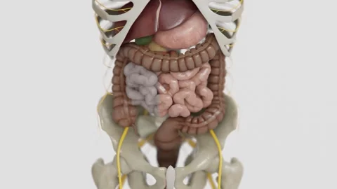 Irritable bowel syndrome in 4K | video of Human digestive system bad to good Stock Footage 340042237