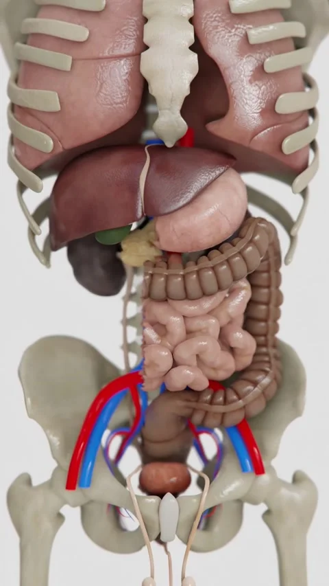 Irritable bowel syndrome in Vertical Video | video of Human digestive system Stock Footage 340056278