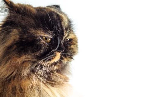 Irritated cat Stock Photos