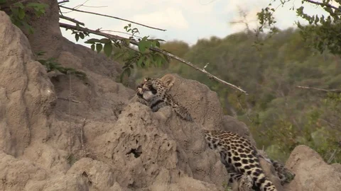 Irritated Leopard Cub Stockbeeldmateriaal 121035207
