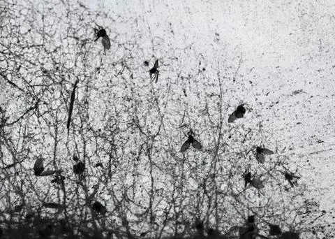 Irritating Insects Stock Photos