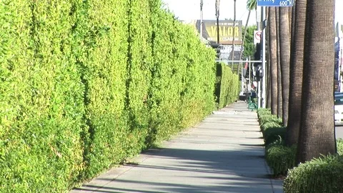 Irving Blvd next to  Paramount Hedge Wall Hollywood, CA USA Stock Footage 81455590