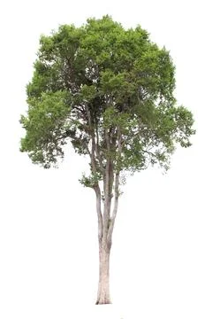 Irvingia malayana Stock Photos