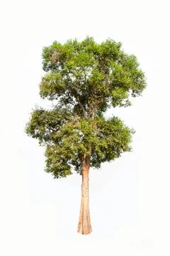 Irvingia malayana tree, tropical tree in of Thailand Stock Photos