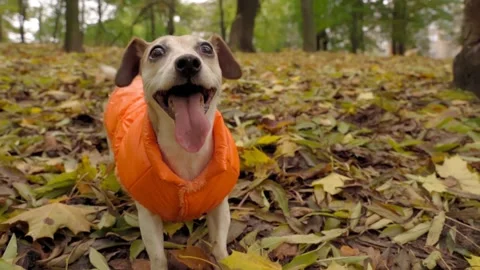 Iryna Kalamurza Vídeo Stock 146032078