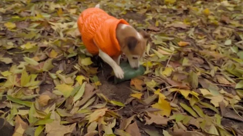 Iryna Kalamurza Stock-Footage 146035865