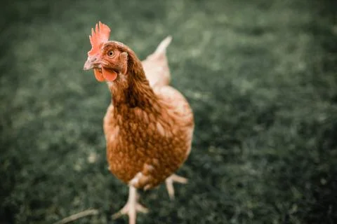 Isa brown chicken Stock Photos