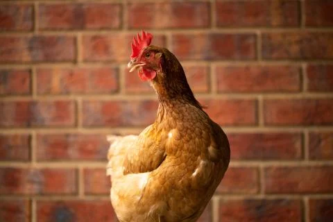 Isa brown chicken Stock Photos