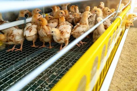 ISA Brown chicks in a cage in a poultry farm. Stock Photos