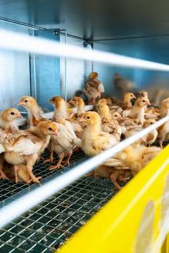 ISA Brown chicks inside the cage at poultry farm. Stock Photos