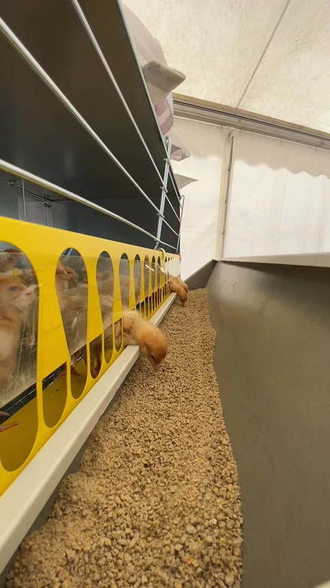 ISA brown day-old layer chicks in the cage rearing system. Small chicks footage. Stock Footage 276370495