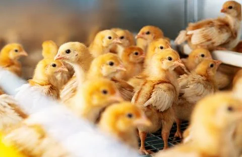 ISA brown day-old layer chicks in the cage rearing system. Stock Photos