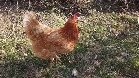 Isa Brown laying hen called red hen Stock Footage 235912381