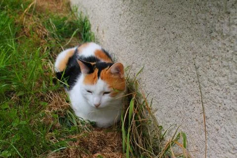 Isabella cat lying in the grass Stock Photos