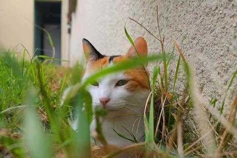 Isabella cat lying in the grass Stock Photos