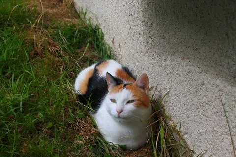 Isabella cat lying in the grass Stock Photos