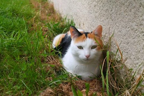 Isabella cat lying in the grass Stock Photos