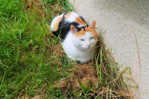 Isabella cat lying in the grass Stock Photos