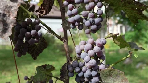 Isabella Grape Vine Stock Footage 160214011
