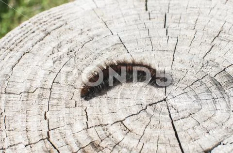 Isabella tiger moth woolly bear caterpillar Stock Image #109037391